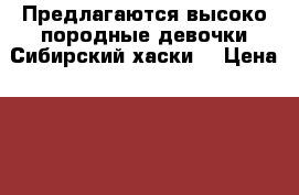 Предлагаются высоко породные девочки Сибирский хаски  › Цена ­ 30000-35000 - Томская обл., Томск г. Животные и растения » Собаки   . Томская обл.